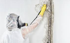 Forensic Mold Investigation in Hamburg, NJ